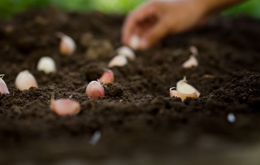 garlic for sale
