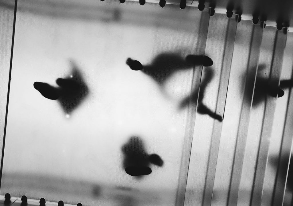 structural glass floor